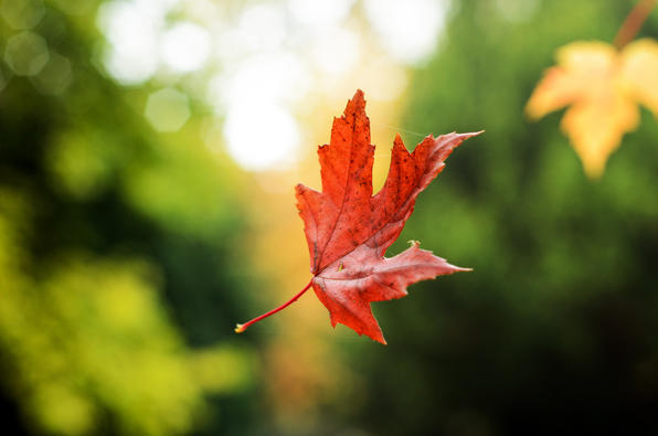 slowing down - in the moment - red leaf slowly flutters down from a tree