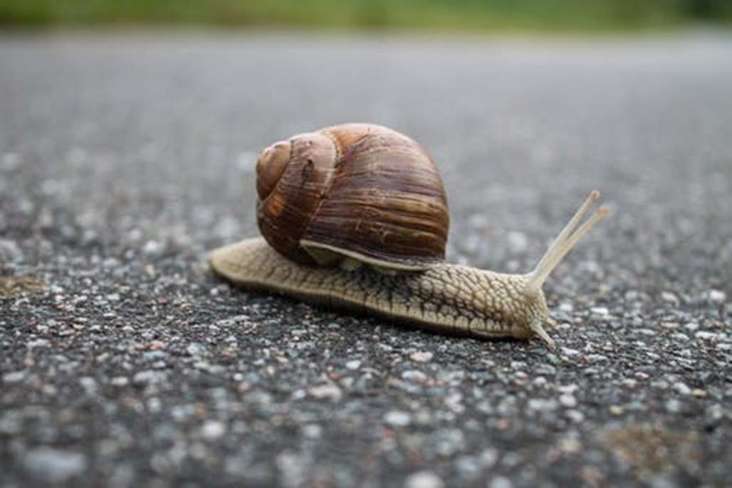 close-up of snail crawling along the path with grass in the distance