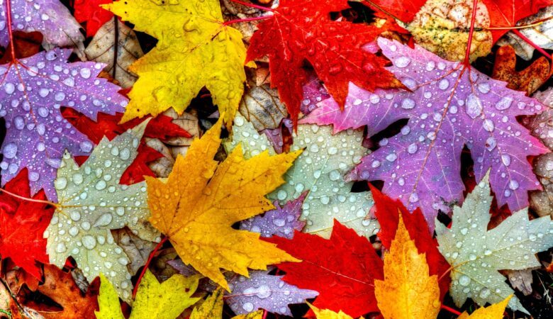 colorful autumn leaves on ground covered in large dew drops