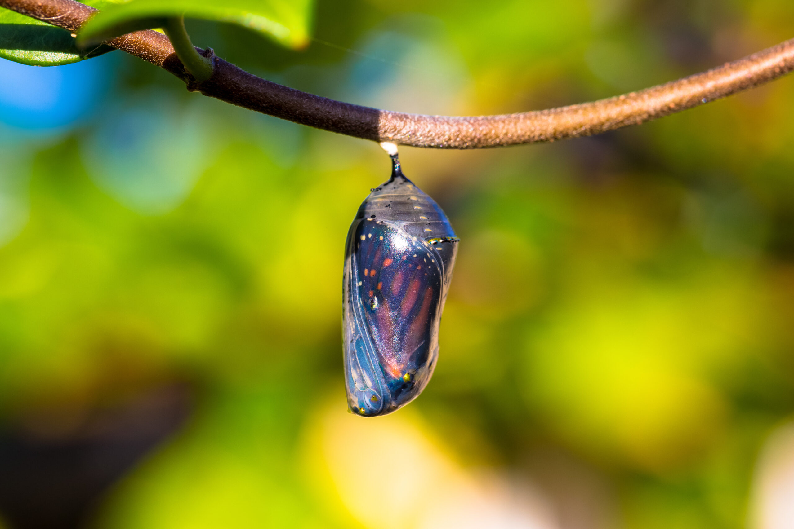 a monarch butterfly's clear hard chrysalis reveals the beautiful creature within