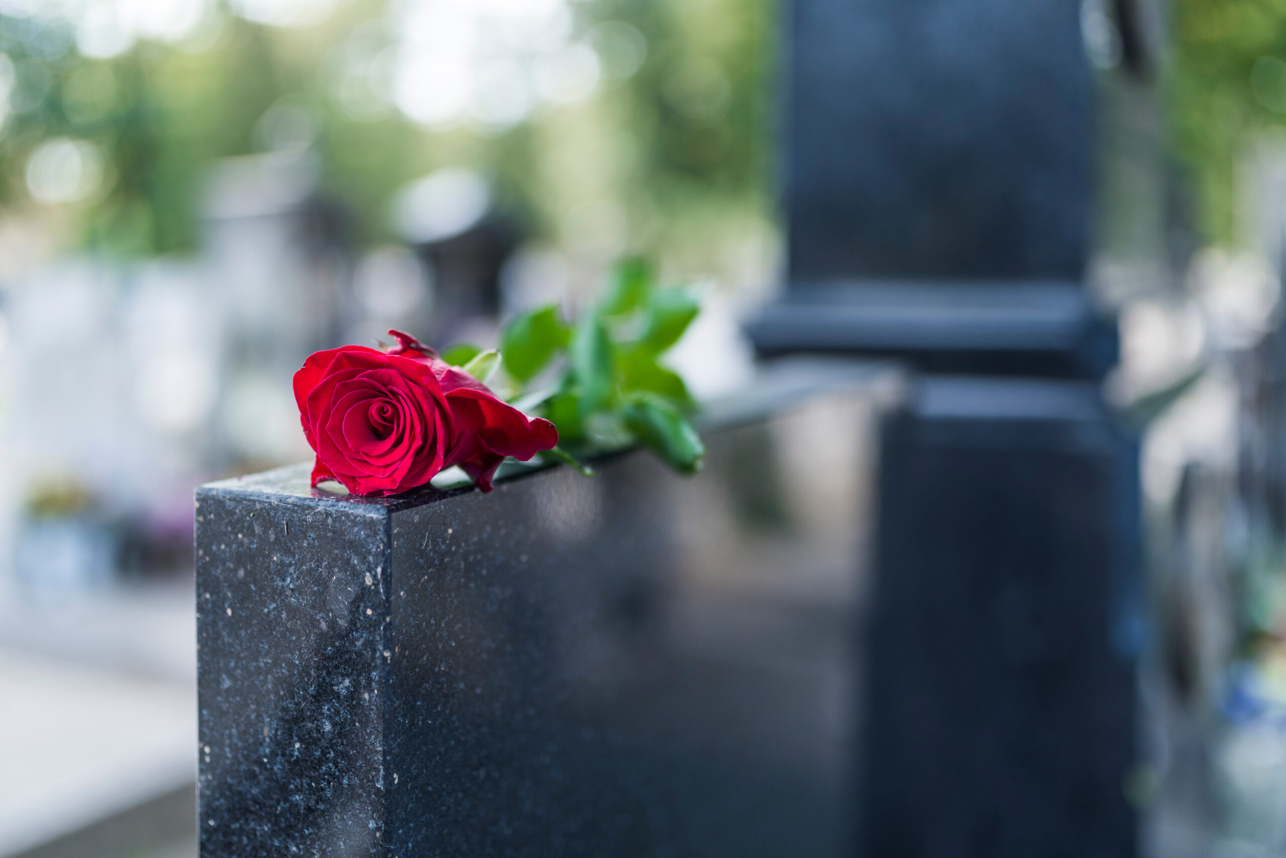 detail of a single red rose resting on a large tombstone