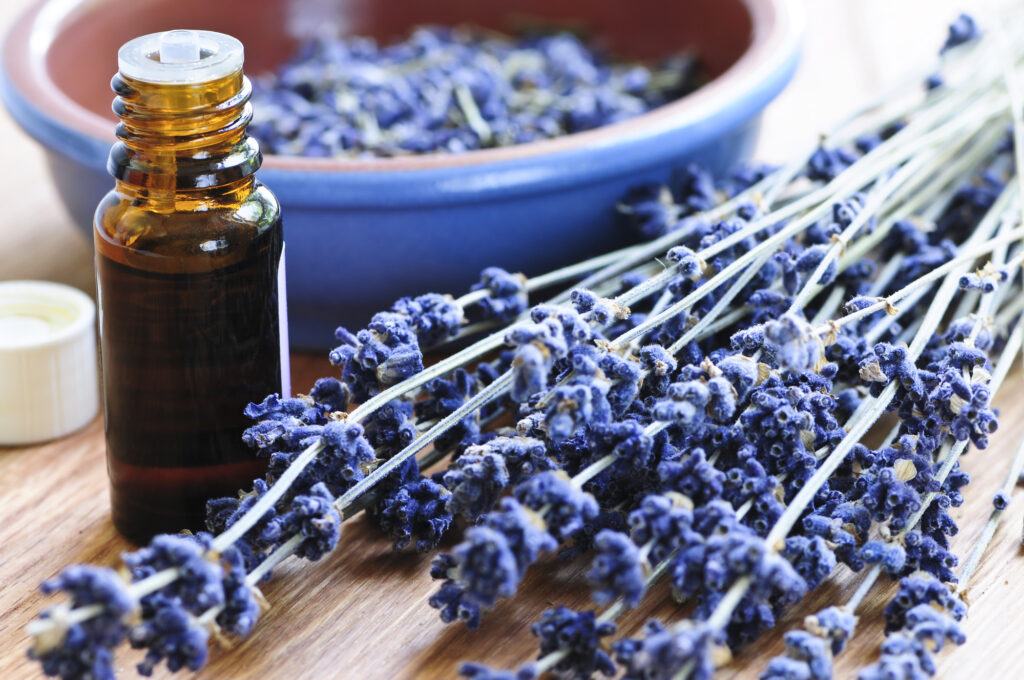 lavender plant and flowers sitting next to the bottled essential oil