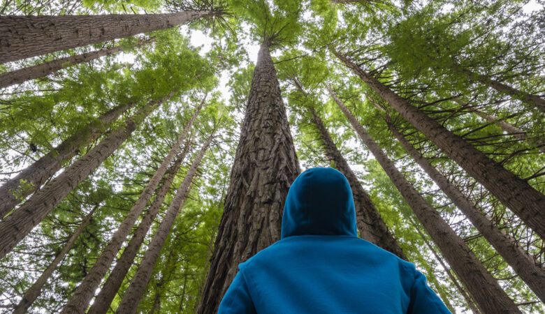 person in blue hoodie looking up - viewing the forest canopy from below - forest bathing