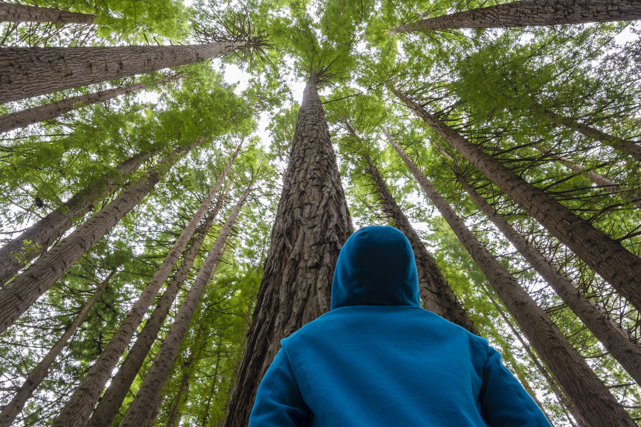 Phytoncides and Forest Bathing — Your Tree Therapy Guide  Moment By Moment