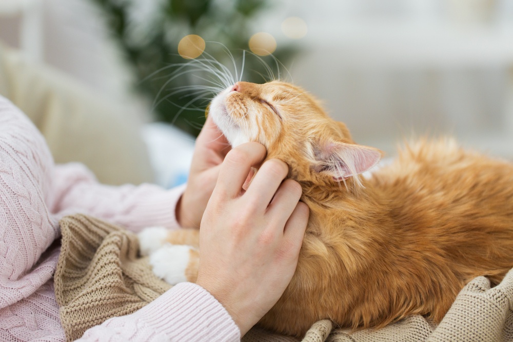 What Am I Supposed to Do Now - small things - pet your cat - girl petting tabby cat - Shutterstock