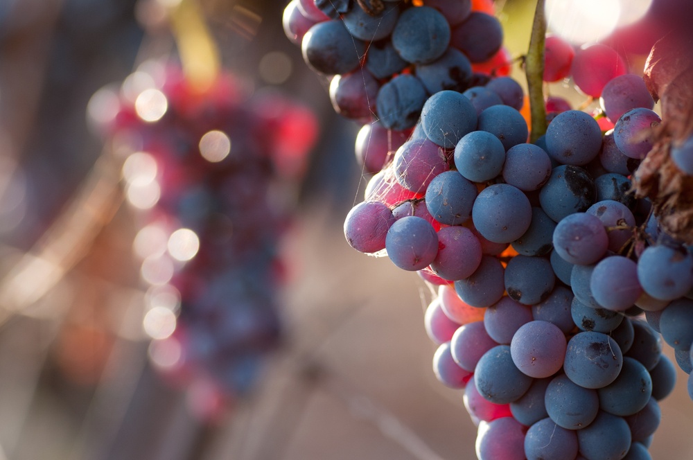 What Does it Mean to Live in the Moment - red grapes growing on the vine - the fruit of abiding in Christ moment by moment - Shutterstock