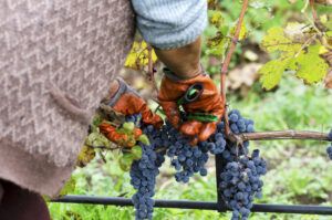 man's hands tending and pruning a grapevine branch - just like God the Father cares for believers who are grafted into Christ - the True Vine