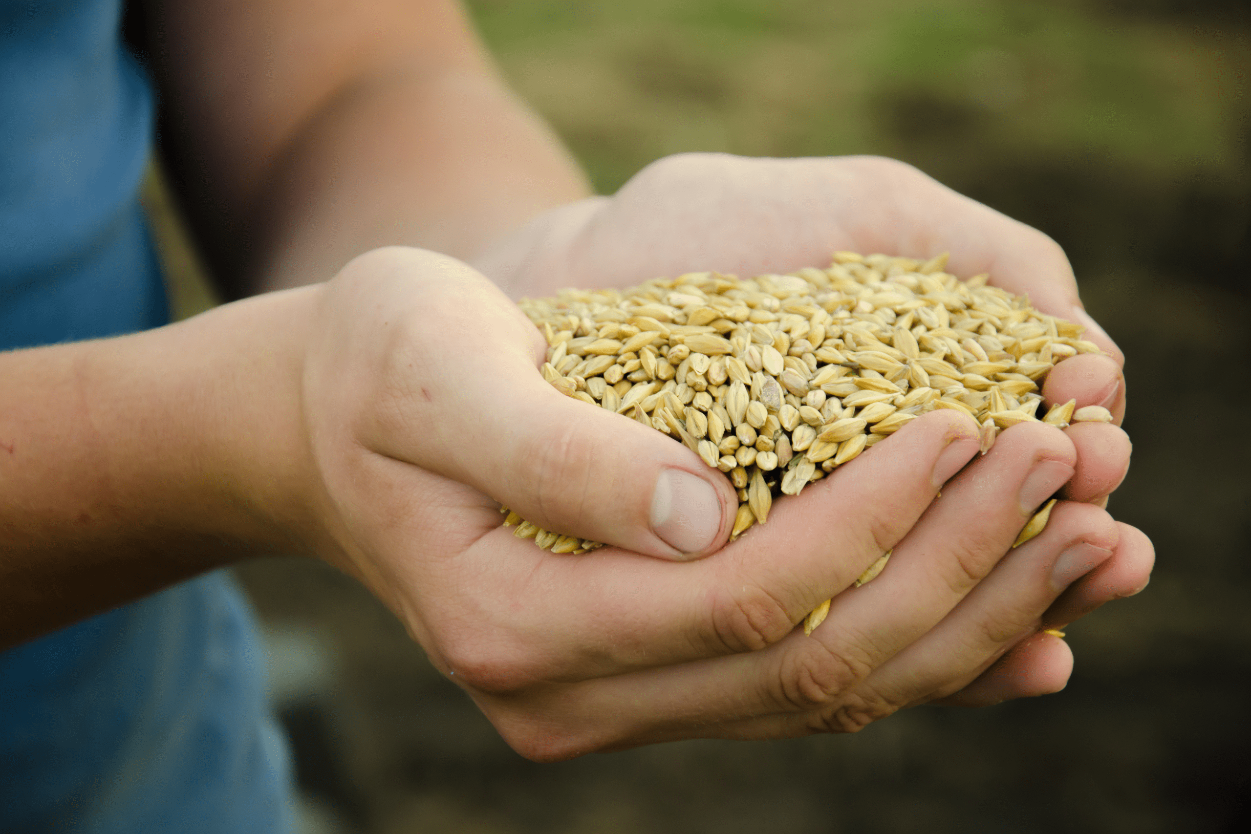 a child's hands brimming with kernels of wheat