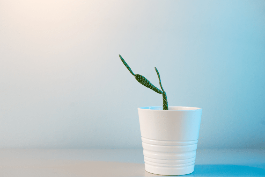 Get Organized and Stay Organized - minimalism is a part of this - simplicity - single stemmed plant in white vase