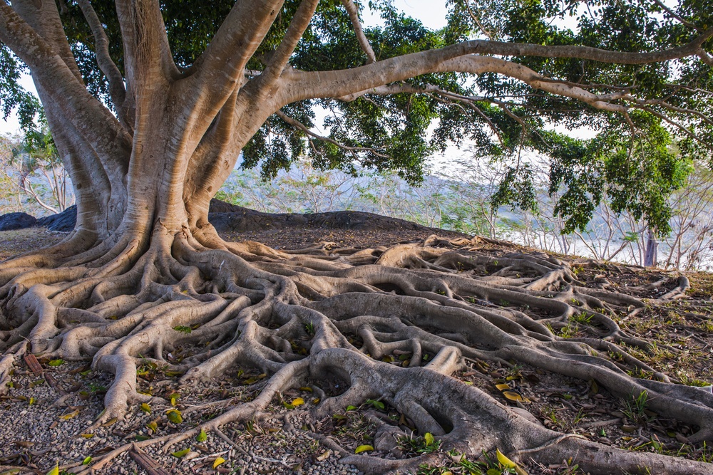 Where Are Your Roots - giant tree with thick roots growing deep into ground - Shutterstock