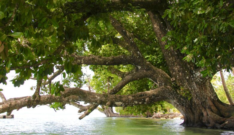 Rugged Old Tree Grows and Flourishes on the River's Edge