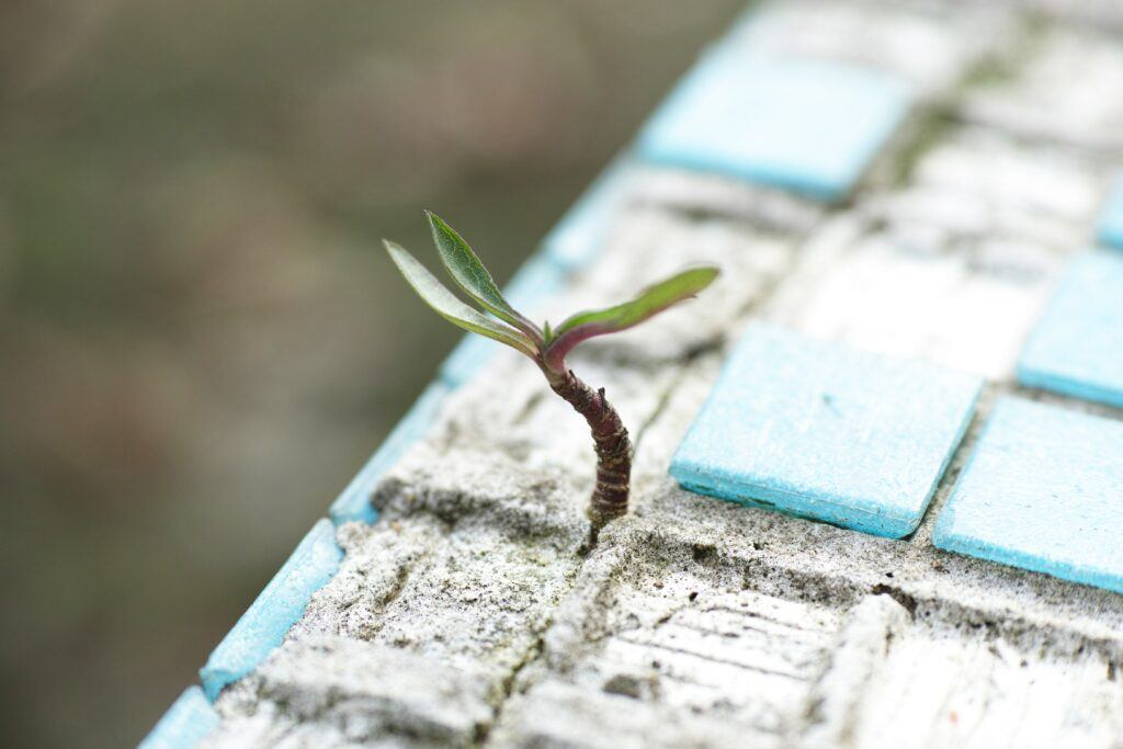 tiny plant shoot breaks through the pavement - learn how to appreciate the small things in life - gratitude - photo credit - Engin Akyurt - Pexels