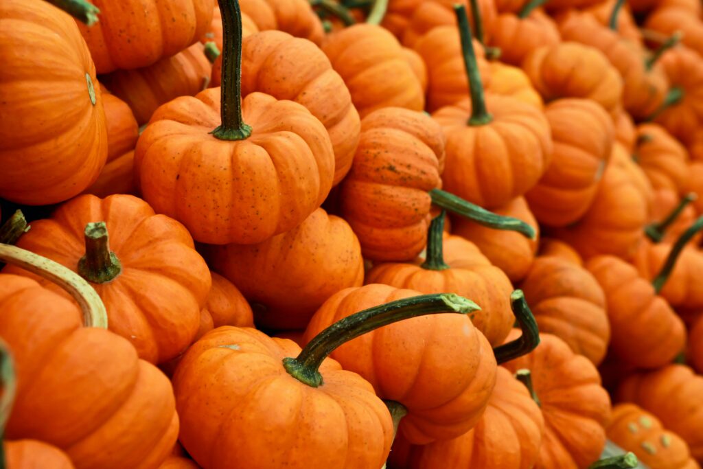 In Praise of Pumpkins - a pile of baby orange pumpkins - Pexels
