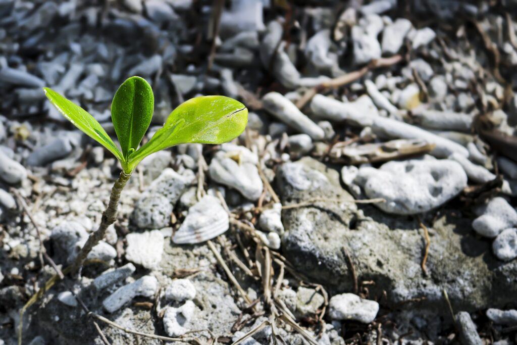 a seedling breaks through the parched earth - in your season on anonymity your unshakeable identity is growing - unseen