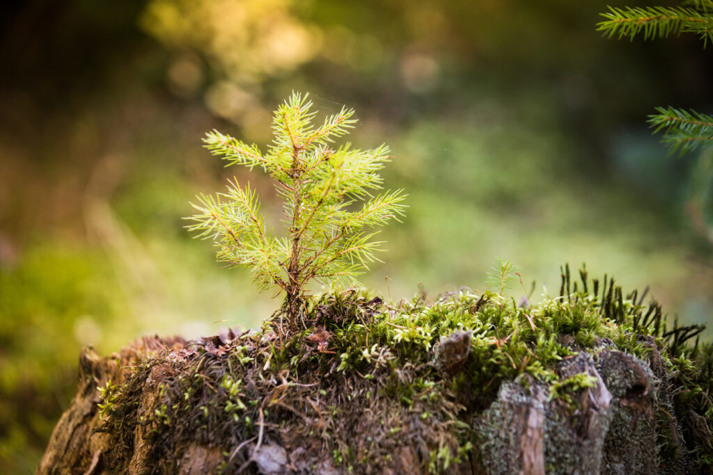 little fir tree grows in big forest - even little trees produce phytoncides for forest bathing