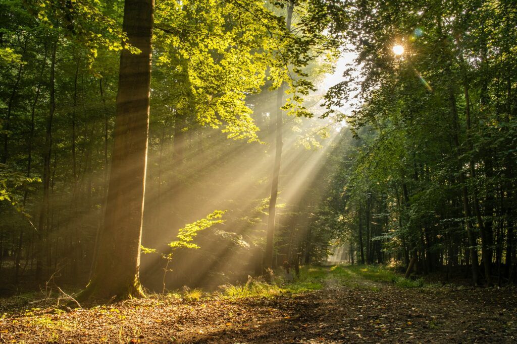 sunlight breaks through the forest canopy illuminating a tree - the study of phytoncides and forest bathing