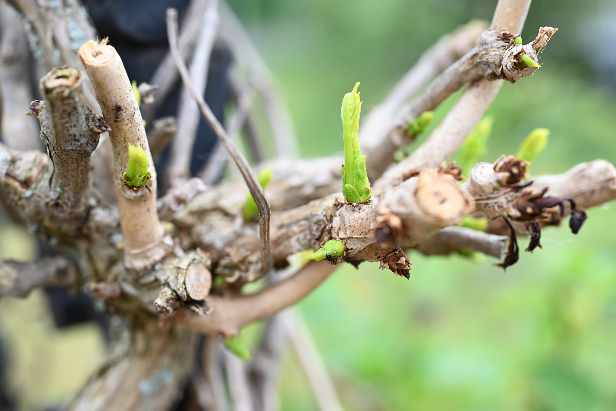 Tiny Buds from an Old Grapevine - concept for grafted into Jesus - the True Vine