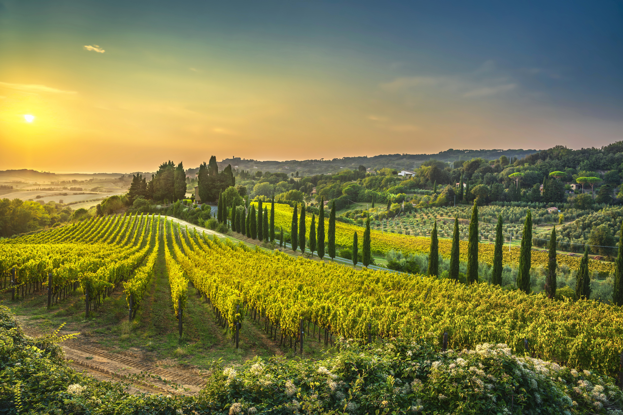 Vineyard by Sunset in Italy