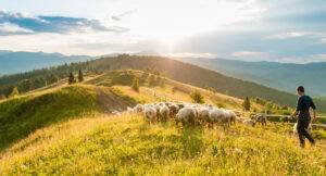 Urban Life is Too Noisy - Escape to the Farm with Sheep - photo credit - Shutterstock