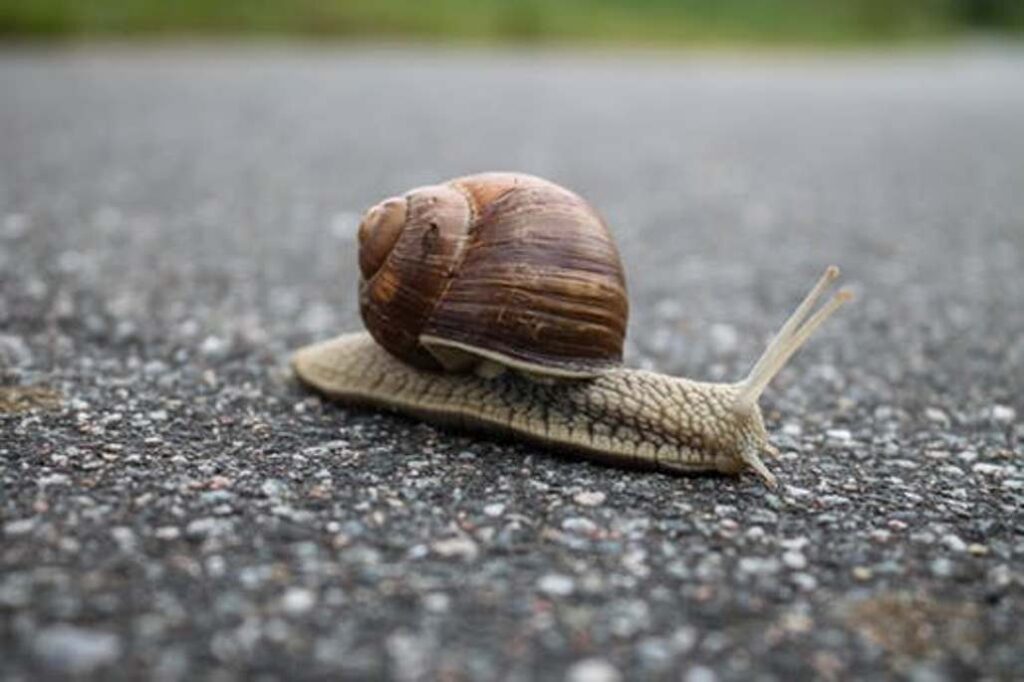 Detail of a Snail Moving Moment By Moment