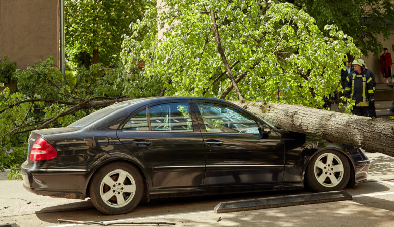 Car Crushed By Tree - Is Karma Real?