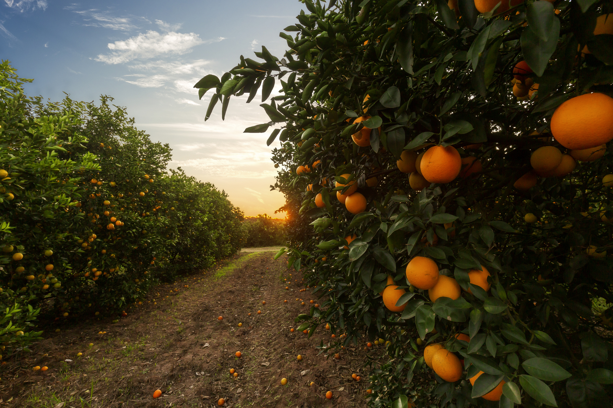 Ripe Oranges Growing in Orange Grove