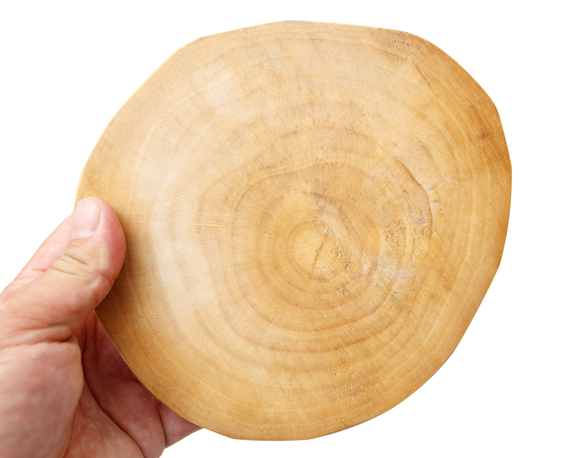 A Hand Holds the Cross Section of a Tree Trunk iStock 2234244077