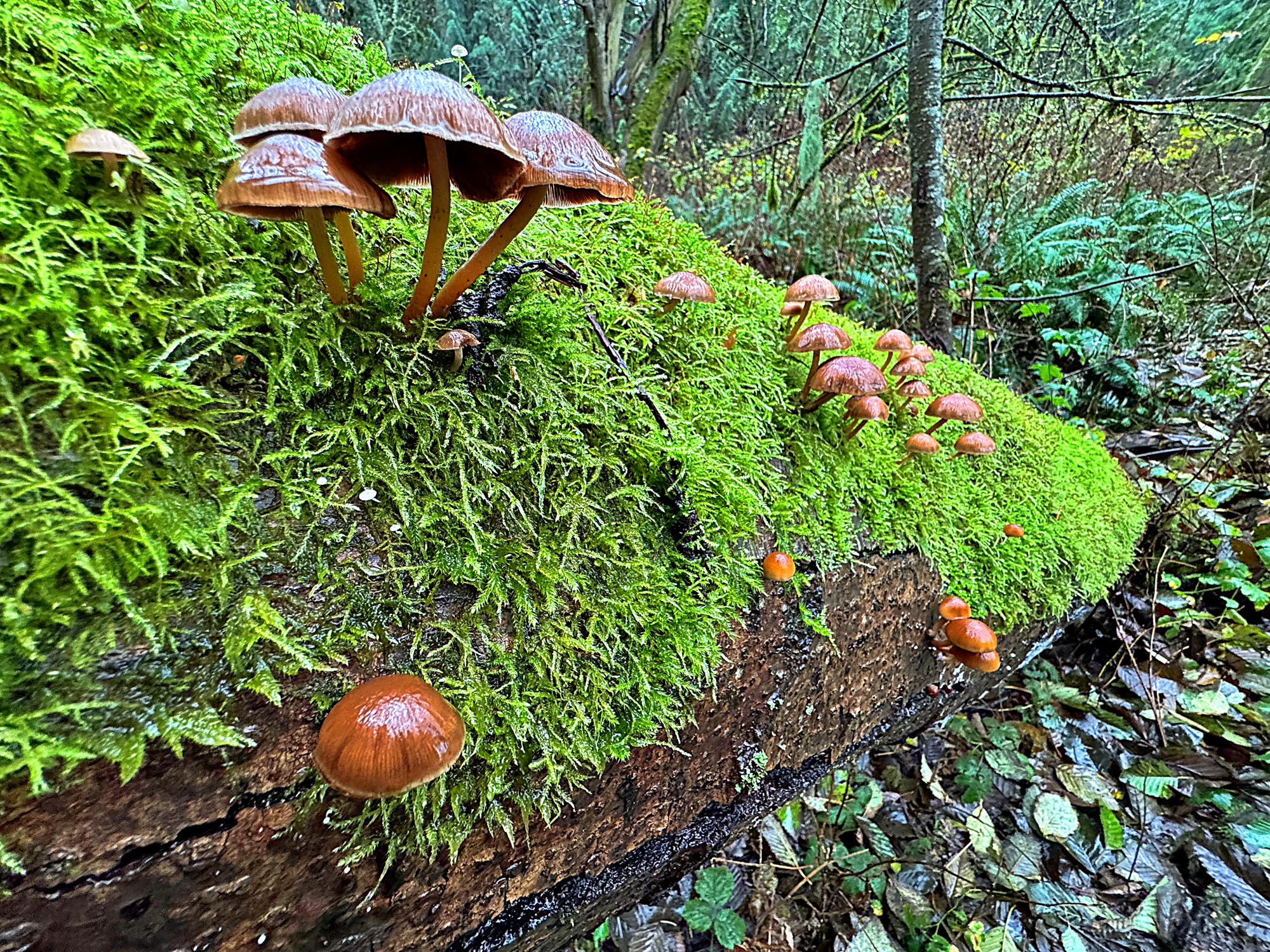 January in the PNW Mushrooms and Moss - iStock 2251250259