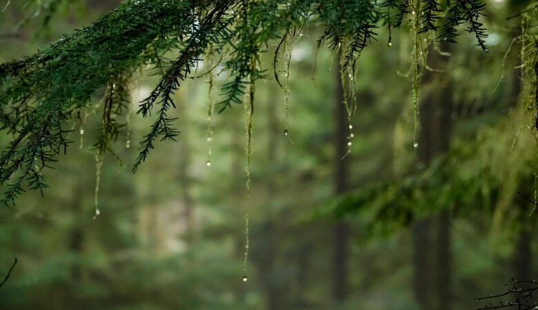 Winter Rain in a PNW Forest - iStock 1221000531