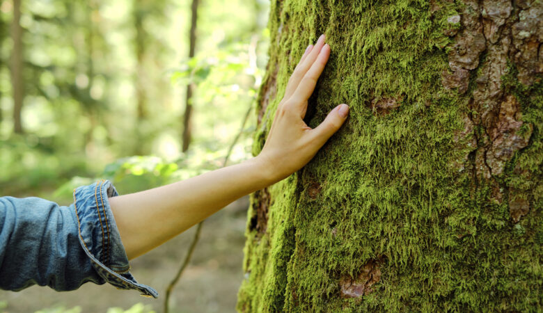 Female Hand Touching Tree Trunk - iStock 1313667314