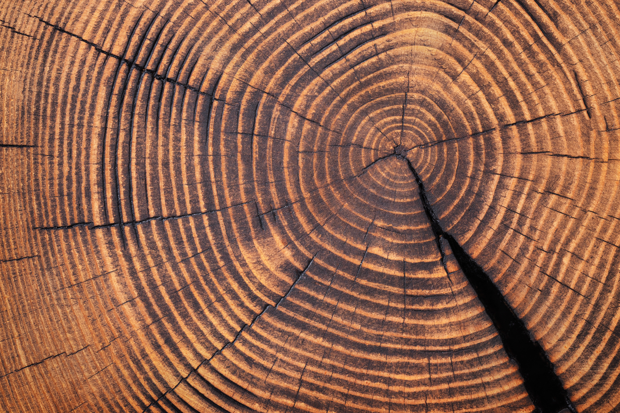 Tree Rings from a beautiful stump - iStock 1336251113